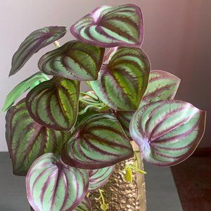 Realistic Faux Artificial Mini 6"x7" Watermelon Peperomia Plant Vase Accent New